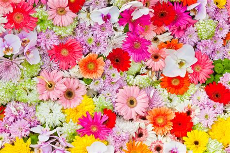 Colorful Daisies Wallpapers Top Free Colorful Daisies Backgrounds