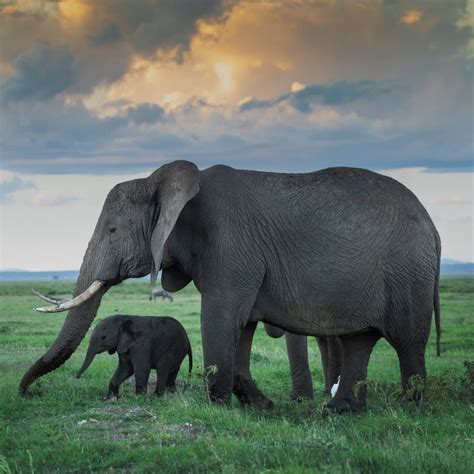 Mother Elephant And Her Calf