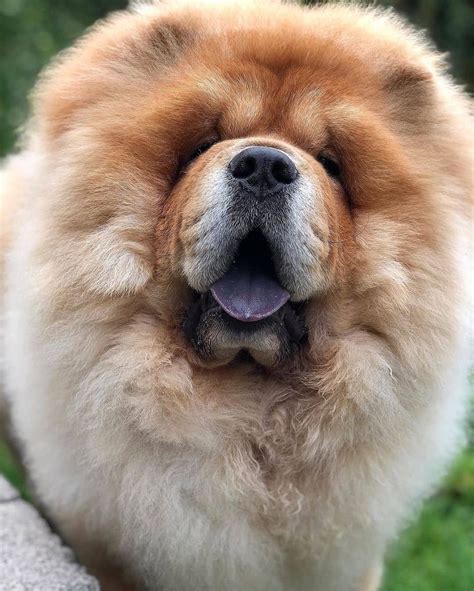 Beautiful Brown And White Chow Chow Dog In A Lush Green Field