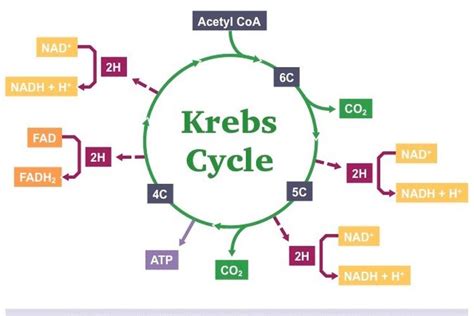 Tahapan Siklus Krebs Dan Fungsinya Pada Jaringan Orga Vrogue Co
