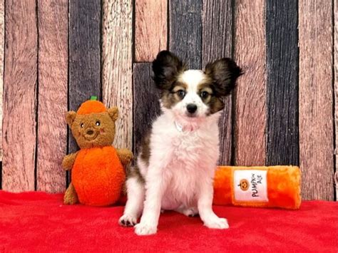 Papillon Dog Male White Sable 3182448 Petland Las Vegas Nevada