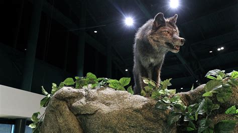 Wolf To Woof Virginia Living Museum Daily Press