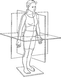 Unless you are told otherwise, any reference to location (diagram or description) in the study of anatomy assumes this position. Planes of motion