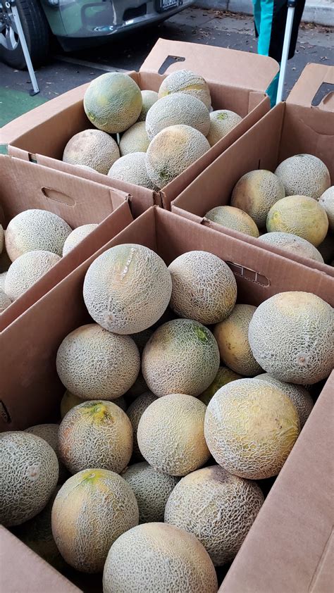 Cantaloupe Melon Information Recipes And Facts