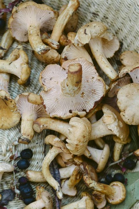 Northwest wild foods offers 2 features such as , and. Wild foraging mushrooms in the Pacific Northwest. Store ...