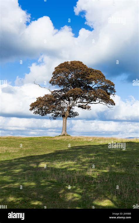 A Lone Tree Aith A Bright Blue Sky With A Green Grass Foreground Stock