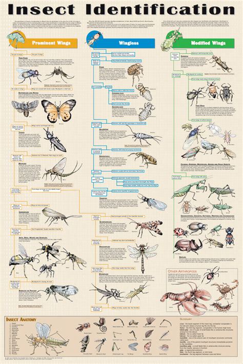 Feenixx Publishing Insect Identification Guide Educational Poster 24 X