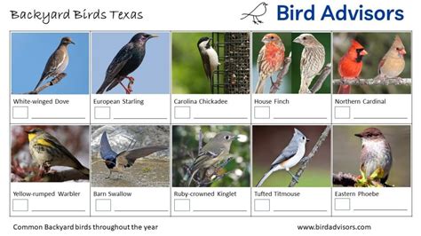Top 28 Backyard Birds In Texas Free Id Chart Bird Advisors