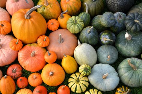 7 Fun Facts About Pumpkins The Lifebridge Health Center For Pain