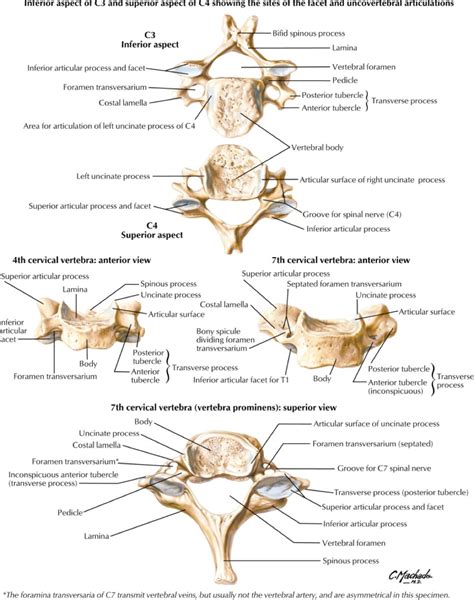 Cervical Spine Anatomy Atlantazik