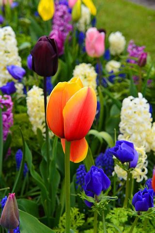 Последние твиты от 抖喵酱 (@doumiaojiang). 2021这座玻璃暖房里集中了公园的精华花卉。点心的味道还不错。公园中的小吃店，卖些荷兰风味的小食点心_库肯霍夫公园 ...