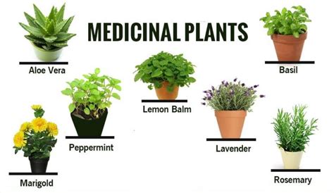 5 Popular Natural Medicinal Plant Grow At Home