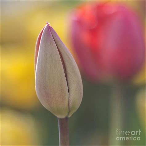 Tulip Bud Photograph By Eden Breitz