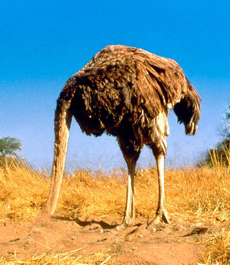 Why Ostriches Dont Bury Their Heads In The Sand And