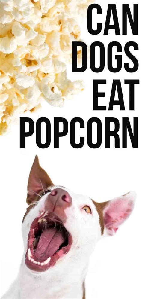 Can Dogs Eat Popcorn Can You Share This Tasty Treat With Your Dog