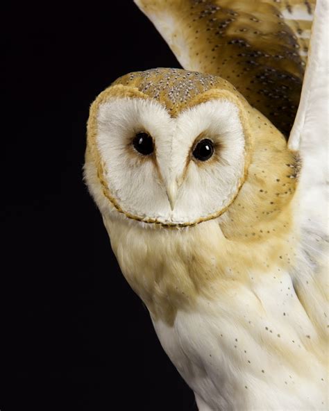 Taxidermy Barn Owl