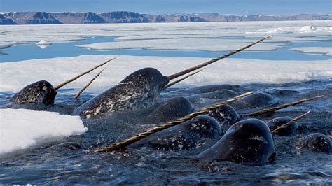Animals Nature Wildlife Ice Sea Narwhals Wallpapers Hd Desktop