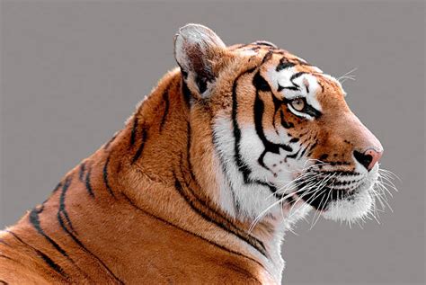 Royalty Free Tiger Profile Pictures Images And Stock Photos Istock