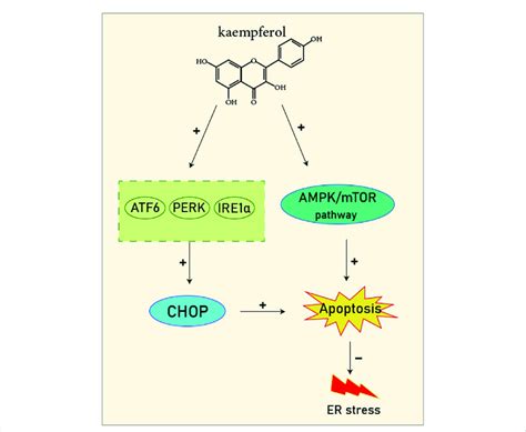 Kaempferol Induces Chop Through Ire1a Perk Atf6 And Also Induces