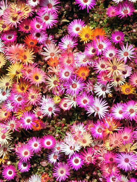 Maybe you would like to learn more about one of these? Our 7 month garden | Flora flowers, Love flowers, Garden