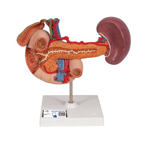 Life Size Model Of Rear Organs Of Upper Abdomen 3b Smart Anatomy