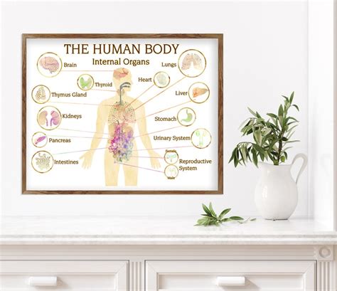 Human Organ Poster Medical Wall Art Medical Chart Doctor Etsy