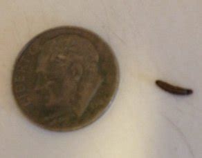 They're common in children and spread easily. Tiny Brown Worms In Kitchen - Opendoor