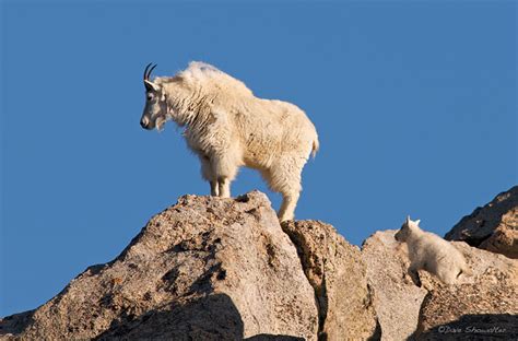 Jumping Mountain Goat Kid Mount Evans Wildeerness Area Co Dave
