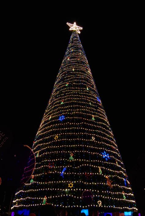 Christmas Tree Pics 02