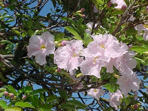 Sending flowers online for every occasion Pink Tabebuia, Tabebuia heterophylla, article