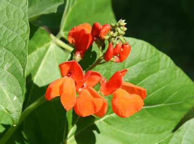 And nothing lasts that long unless it's we select only the plumpest beans, with a glossy black skin, to ensure a delicious, creamy taste and. Growing Red Runner Beans.