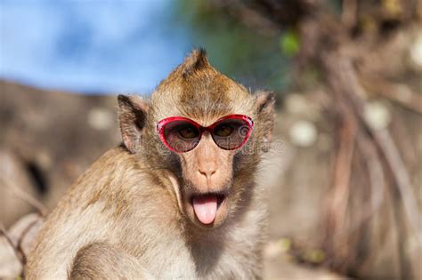 Rhesus Monkey With Tongue Sticking Out And Sunglasses