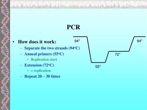 This pcr introduction will demonstrate that pcr is a fundamental technique used to amplify fragments of dna, frequently using the taq polymerase to. PPT - PCR PowerPoint Presentation, free download - ID:152537