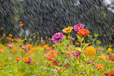 Flower Rain Stock Photos Pictures And Royalty Free Images Istock