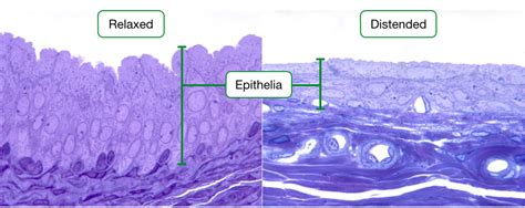 Histology Of Cells And Epithelia Lab