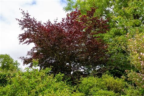 Copper Beech Trees Buy Strong Irish Trees Online Cullen Nurseries