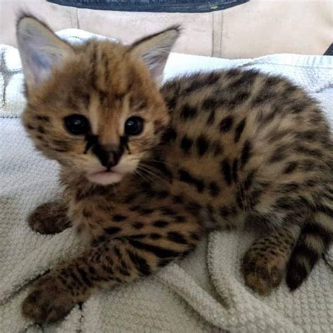 These exotic shorthair kittens located in oregon come from different cities, including stud cats. SERVAL KITTENS, exotic animals, for Sale, Price