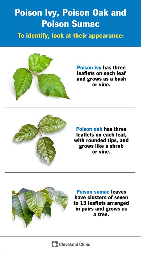 Poison Ivy Rash Poison Oak Poison Sumac Symptoms Causes And Treatment