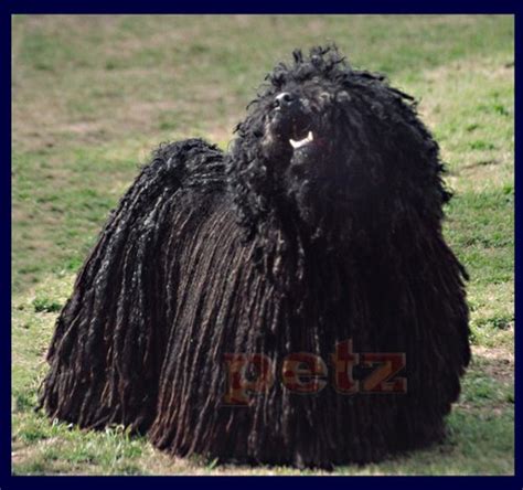 The puli therefore had to be a forceful and vocal, as well as a companion and a close working herder and a constant to the. Hungarian Puli - Page 1