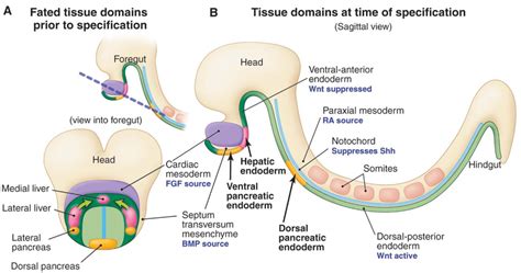 Two larger ones (right and left) and two. Cell domains and signals for embryonic liver and pancreas ...