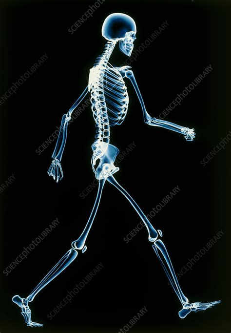 Human Skeleton Walking Stock Image P1000087 Science Photo Library