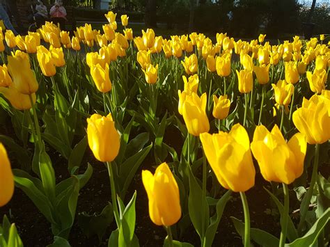Terkeren 16 Gambar Bunga Tulip Yang Besar Gambar Bunga Indah