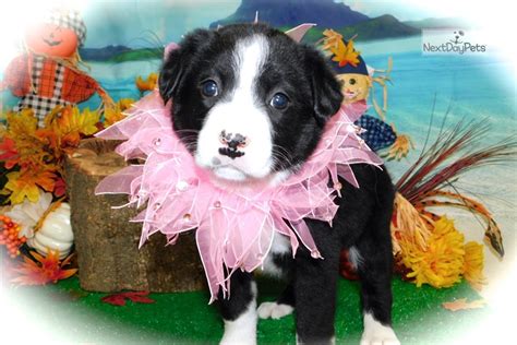 Click here to be notified when new border collie puppies are listed. Border Collie X: Border Collie puppy for sale near Chicago ...