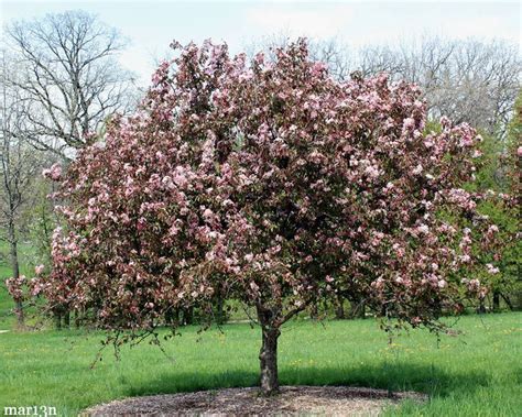Crabapples are an excellent source of vitamin c, which our bodies need for a strong immune system. Selkirk Crabapple - Malus 'Sekirk' - North American ...