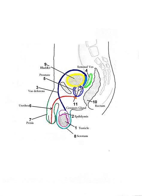 Diagrams Of Male Reproductive System 101 Diagrams