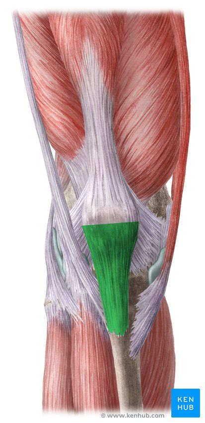 Leg Anatomy Muscles Ligaments And Tendons Knee Wikipedia Related