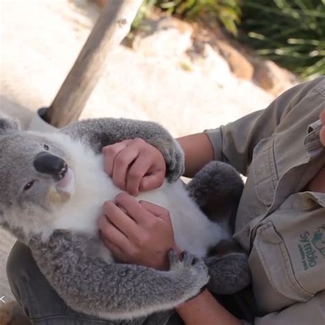Pin By Dee Williamson On Nat Geo In 2020 Koala Cute