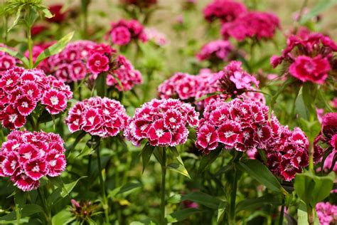 Gambar Alam Mekar Menanam Daun Bunga Berkembang Botani Flora