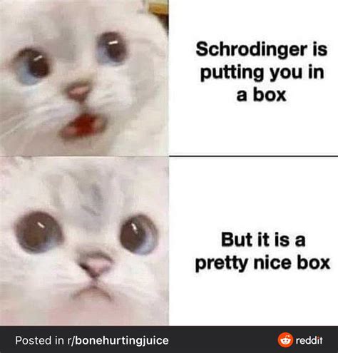 Cute Cat Shocked Cat Cant Find Full Image Rmemetemplatesofficial