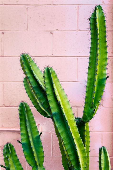 Green Cactus Wallpapers Top Free Green Cactus Backgrounds